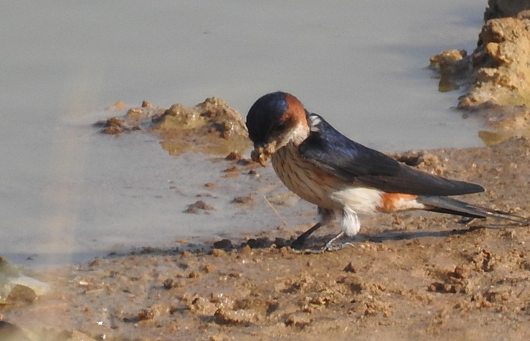 Red-rumped Swallow - ML616661051