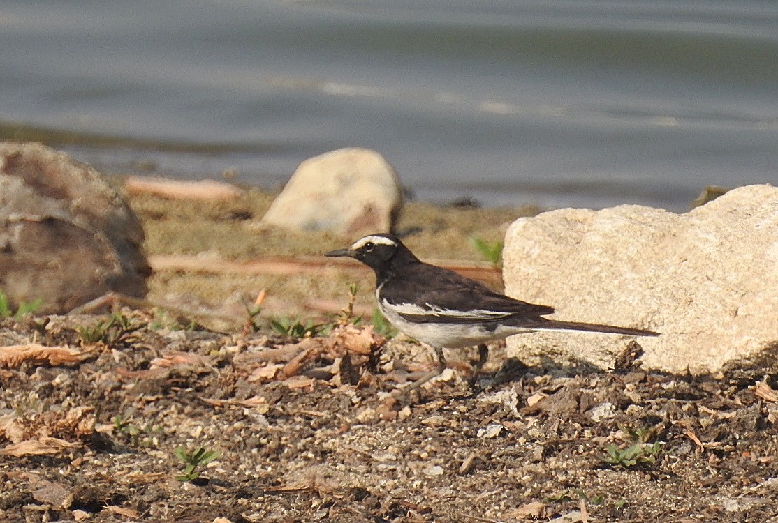 White-browed Wagtail - ML616661060