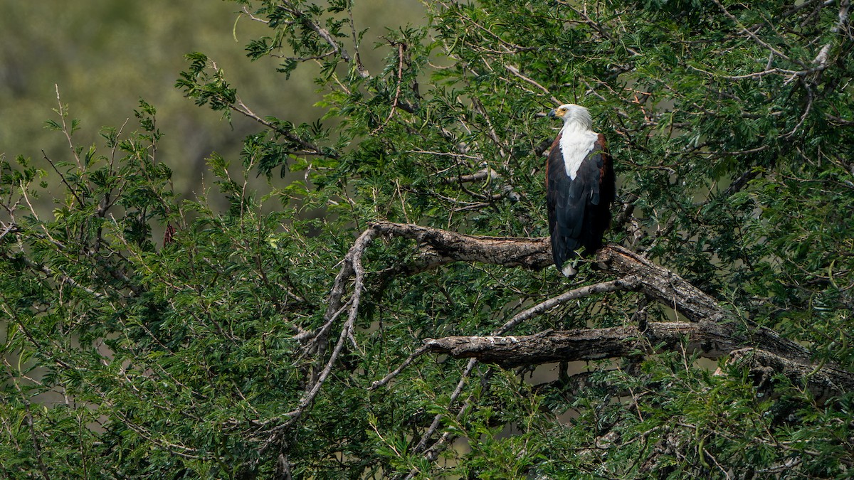 African Fish-Eagle - ML616661114