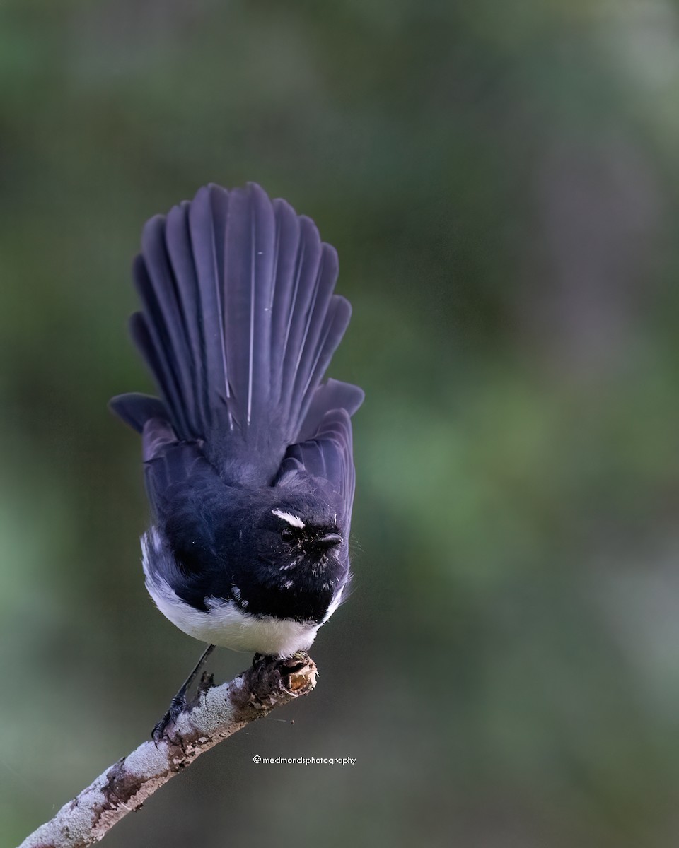 Willie-wagtail - ML616661259
