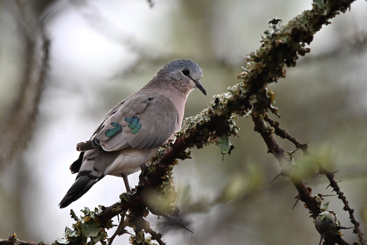 Emerald-spotted Wood-Dove - ML616661287