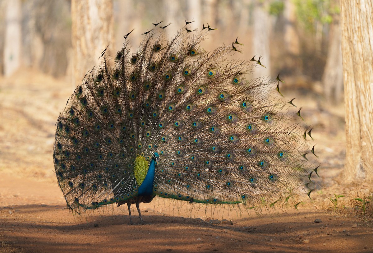 Indian Peafowl - Gaurav Parekh
