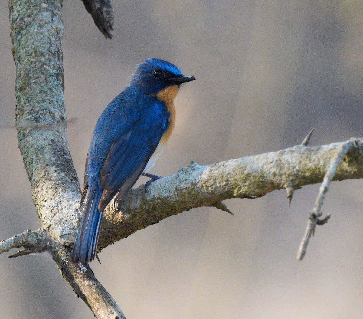 Tickell's Blue Flycatcher - Gaurav Parekh