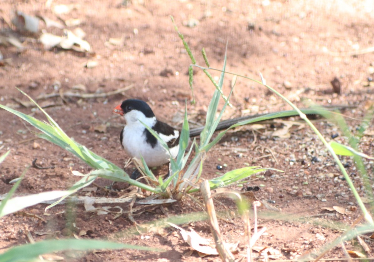 Pin-tailed Whydah - ML616661656