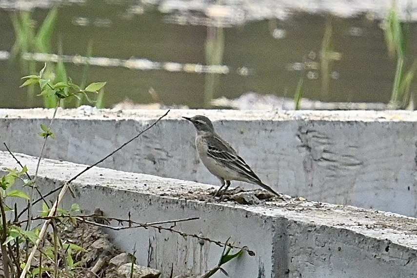 Water Pipit - ML616661703