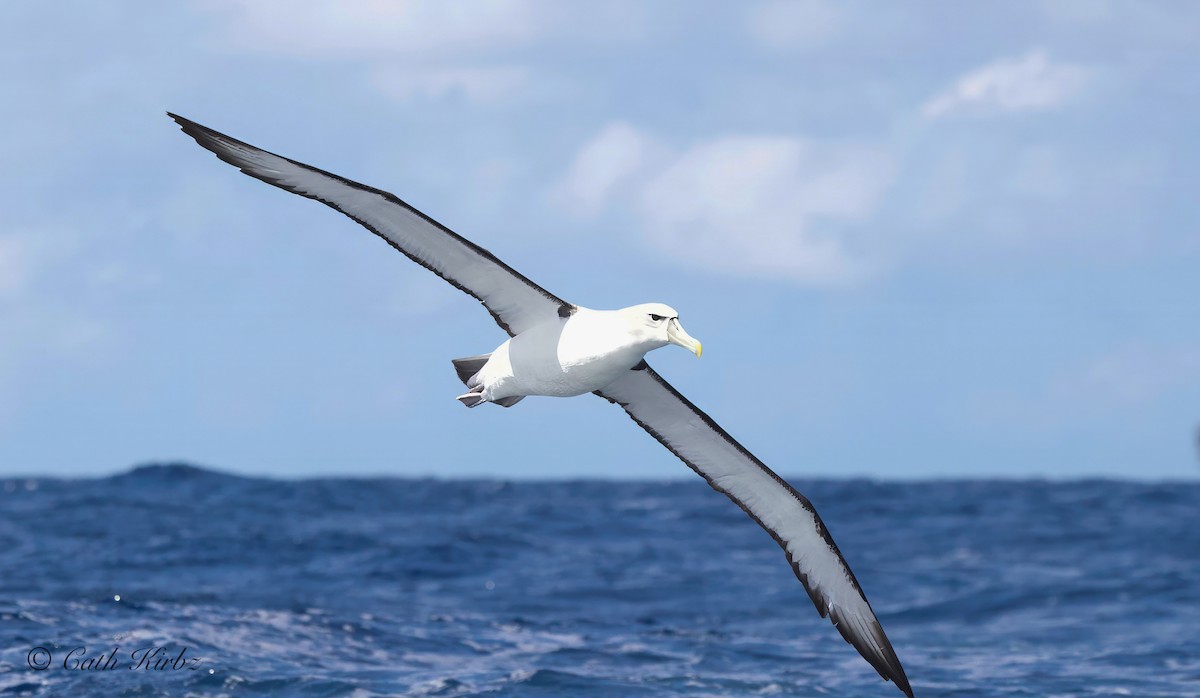 White-capped Albatross - ML616661960
