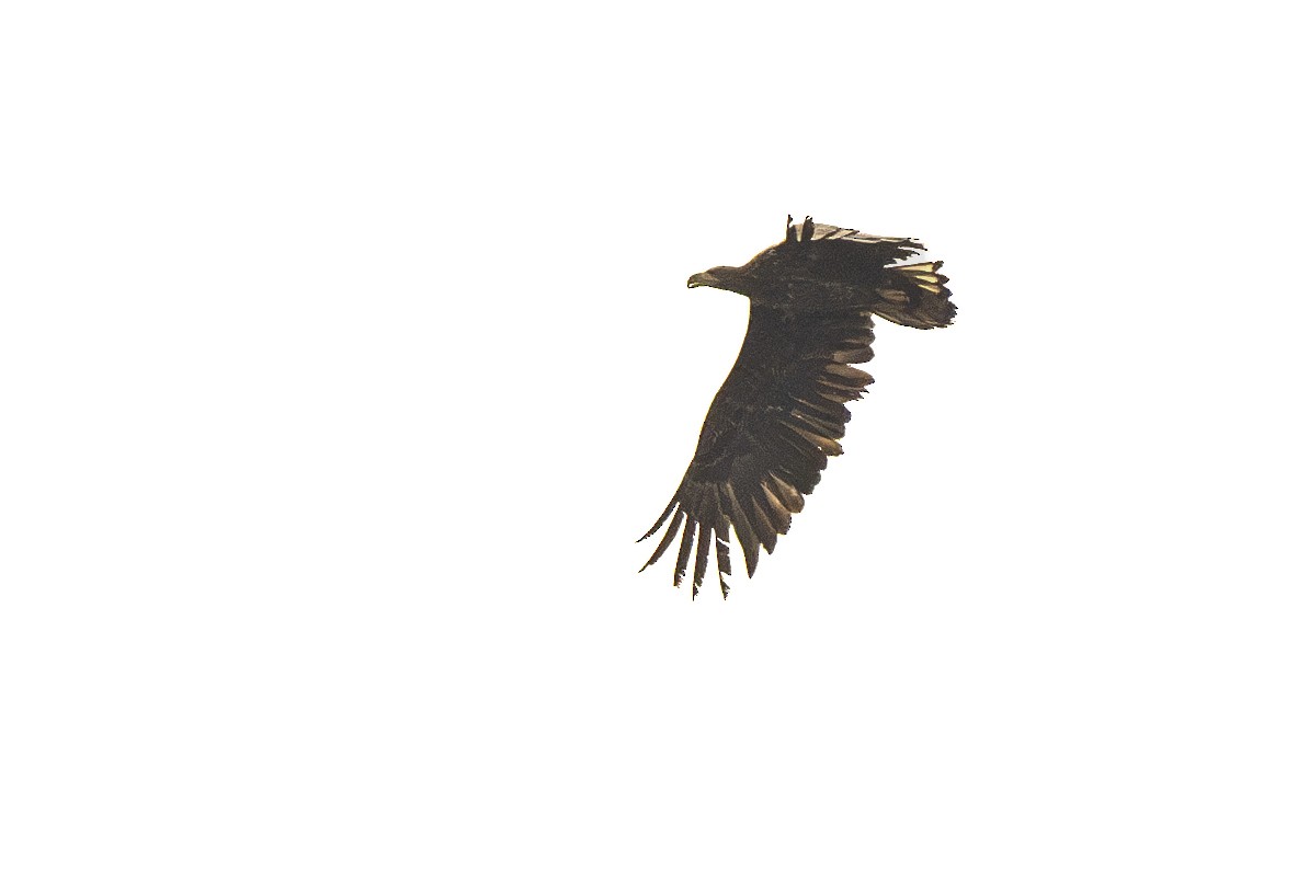 White-tailed Eagle - ML616661987