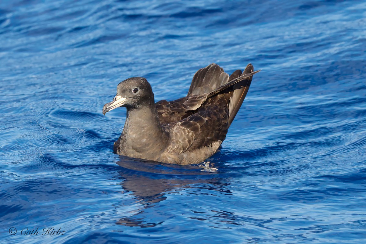 Flesh-footed Shearwater - ML616661988