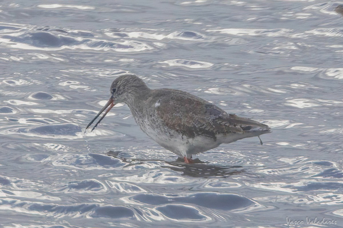 Spotted Redshank - ML616661991