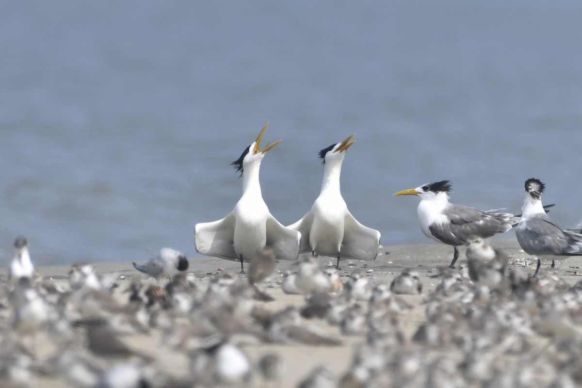 Great Crested Tern - ML616662014