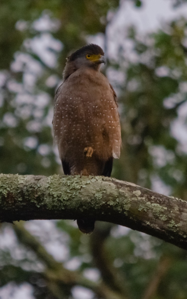 Crested Serpent-Eagle - ML616662028