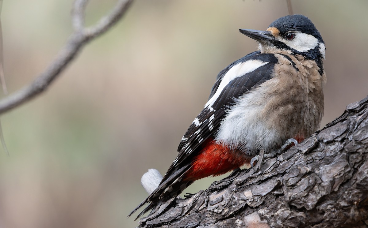 Great Spotted Woodpecker (Canarian) - ML616662054