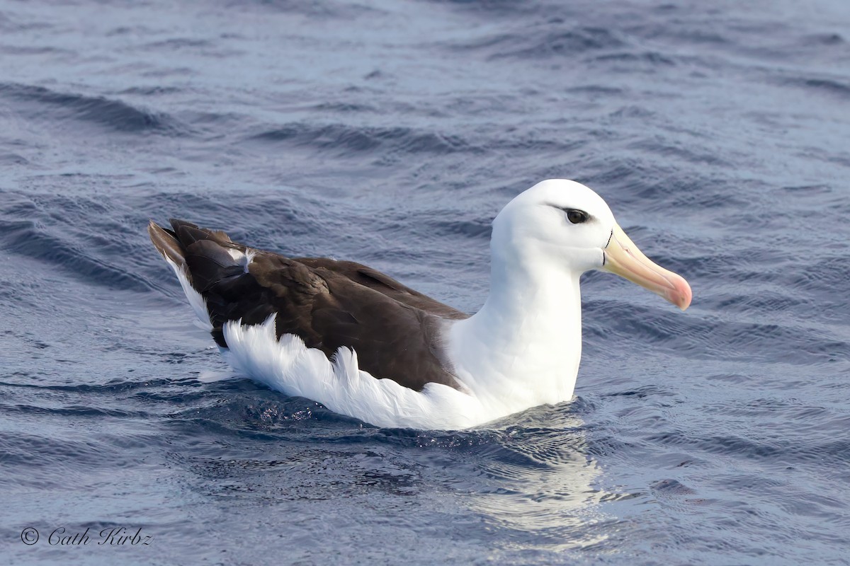Albatros à sourcils noirs - ML616662055