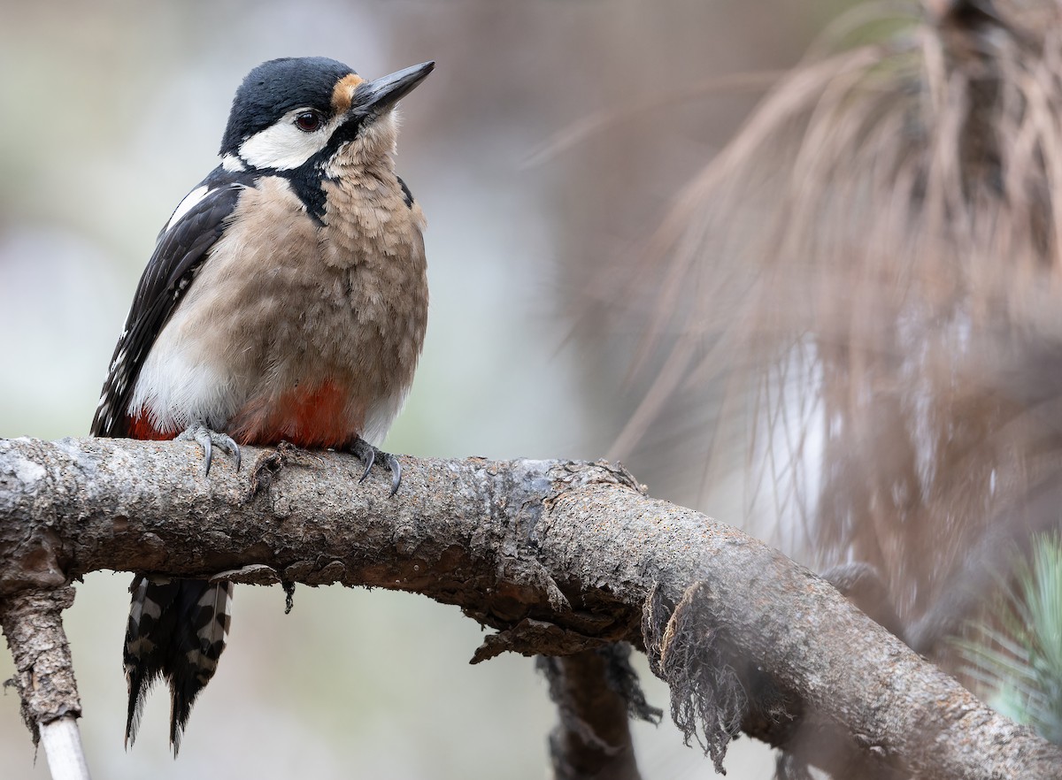 Great Spotted Woodpecker (Canarian) - ML616662057