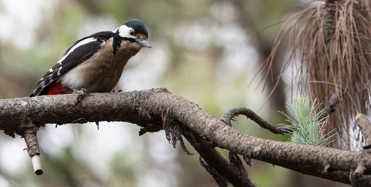 Great Spotted Woodpecker (Canarian) - ML616662058