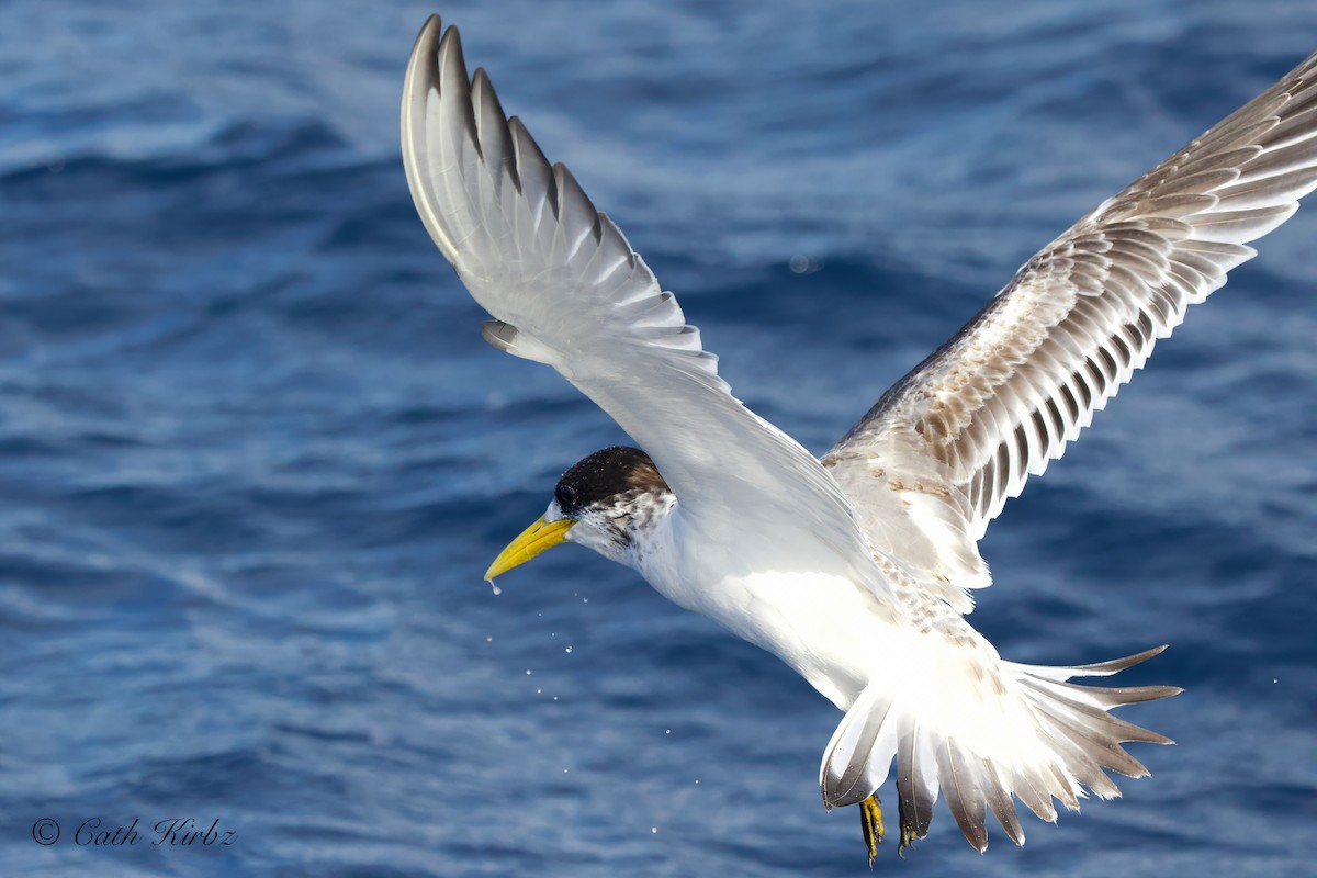 Great Crested Tern - ML616662070