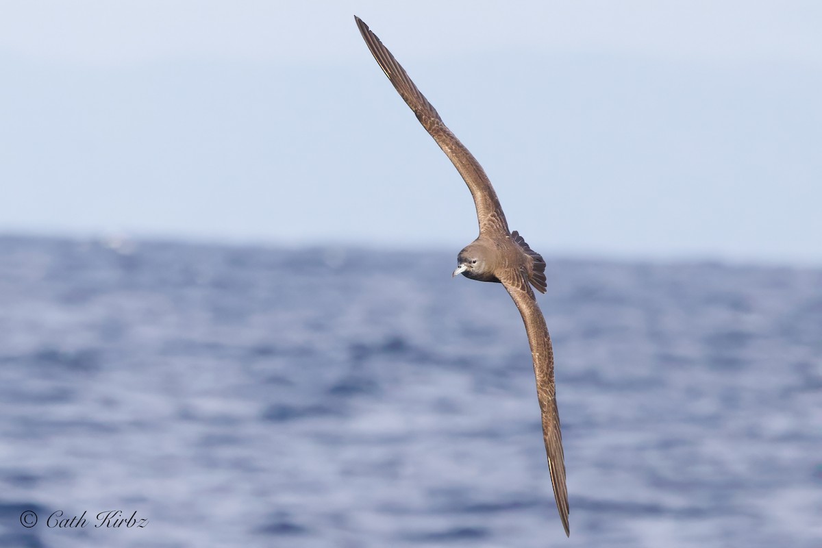 Flesh-footed Shearwater - ML616662082