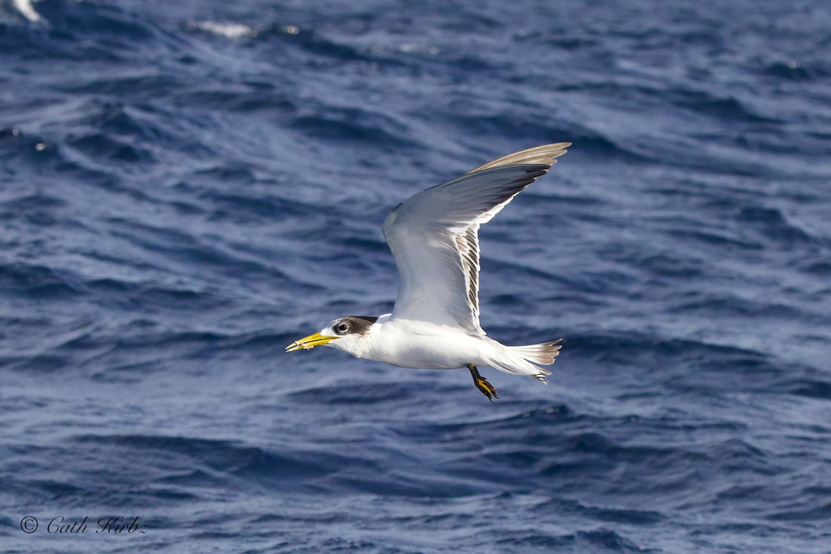 Great Crested Tern - ML616662086