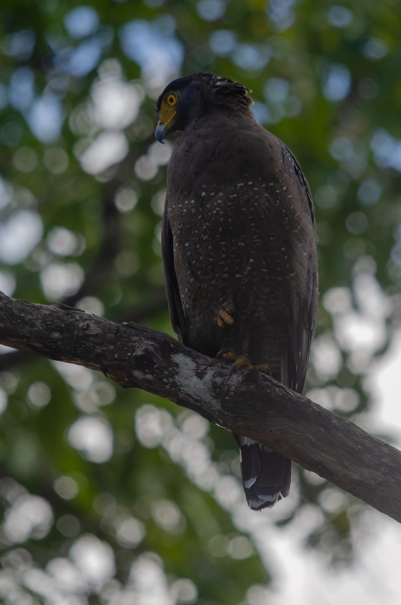 Crested Serpent-Eagle - ML616662207