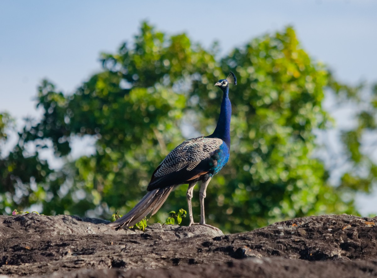 Indian Peafowl - Arun Raghuraman