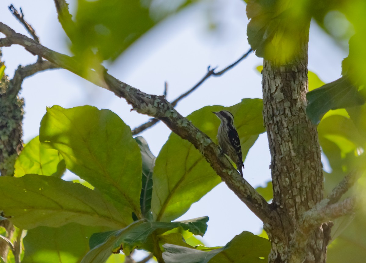 Brown-capped Pygmy Woodpecker - ML616662213