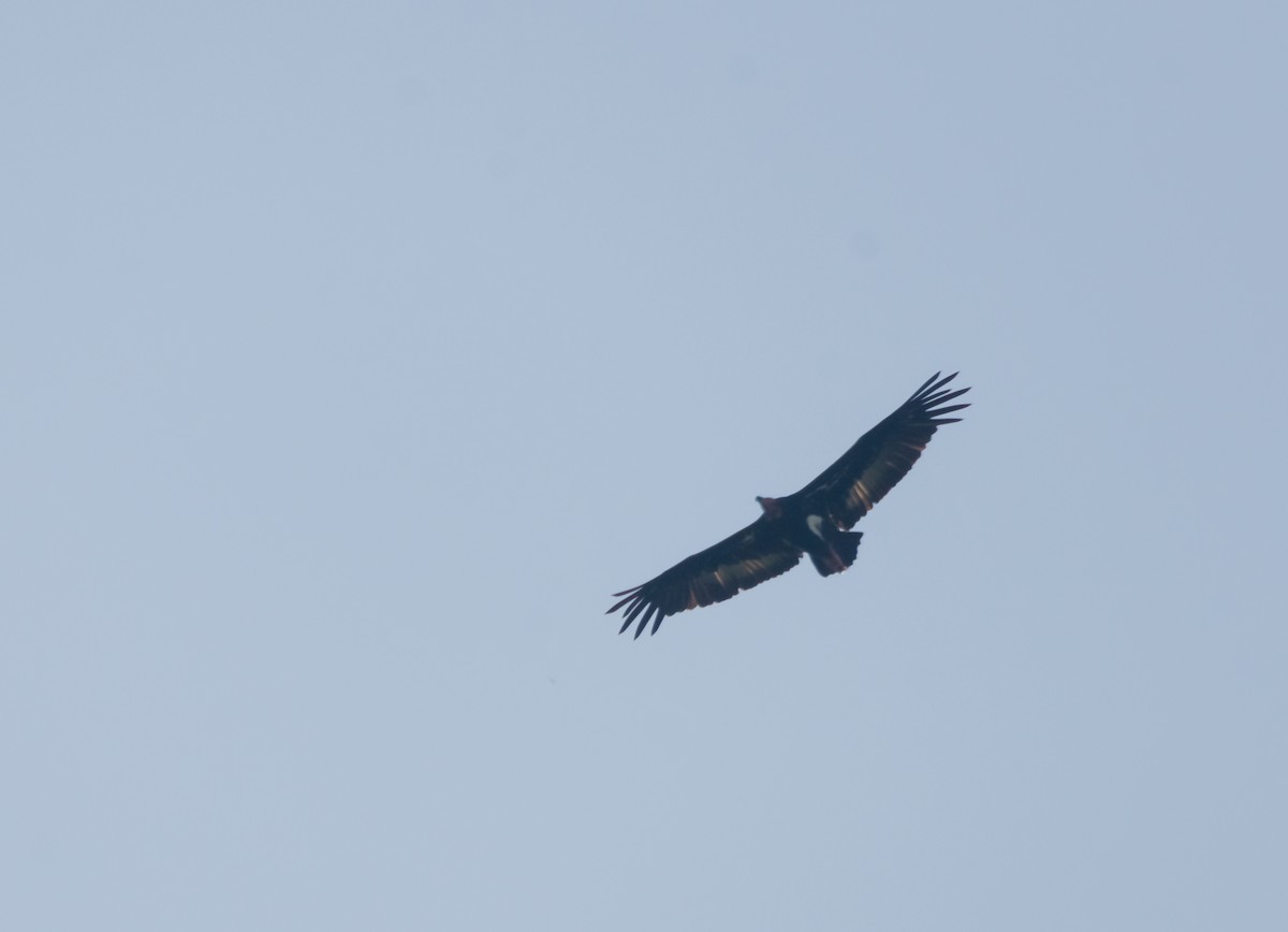 Red-headed Vulture - ML616662214