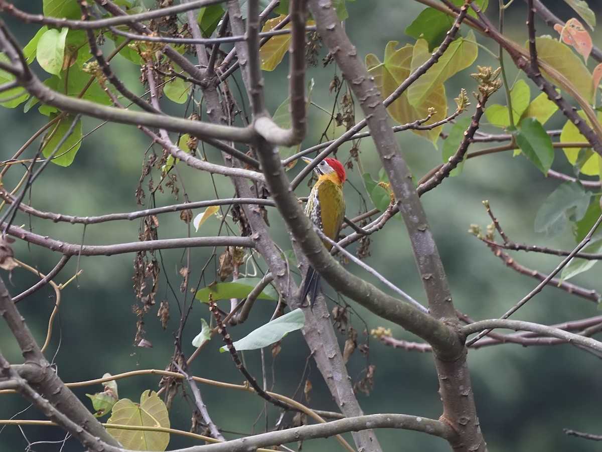 Laced Woodpecker - ML616662454