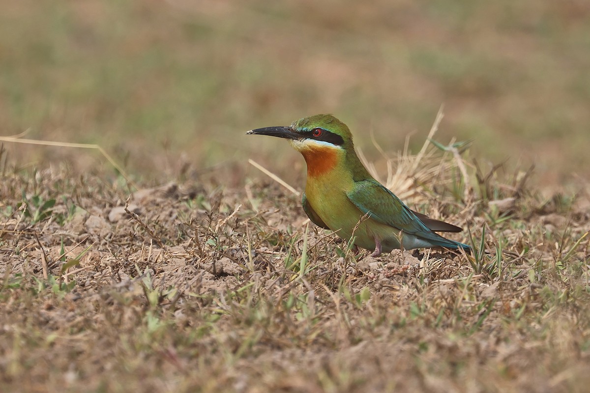 Blue-tailed Bee-eater - ML616662627