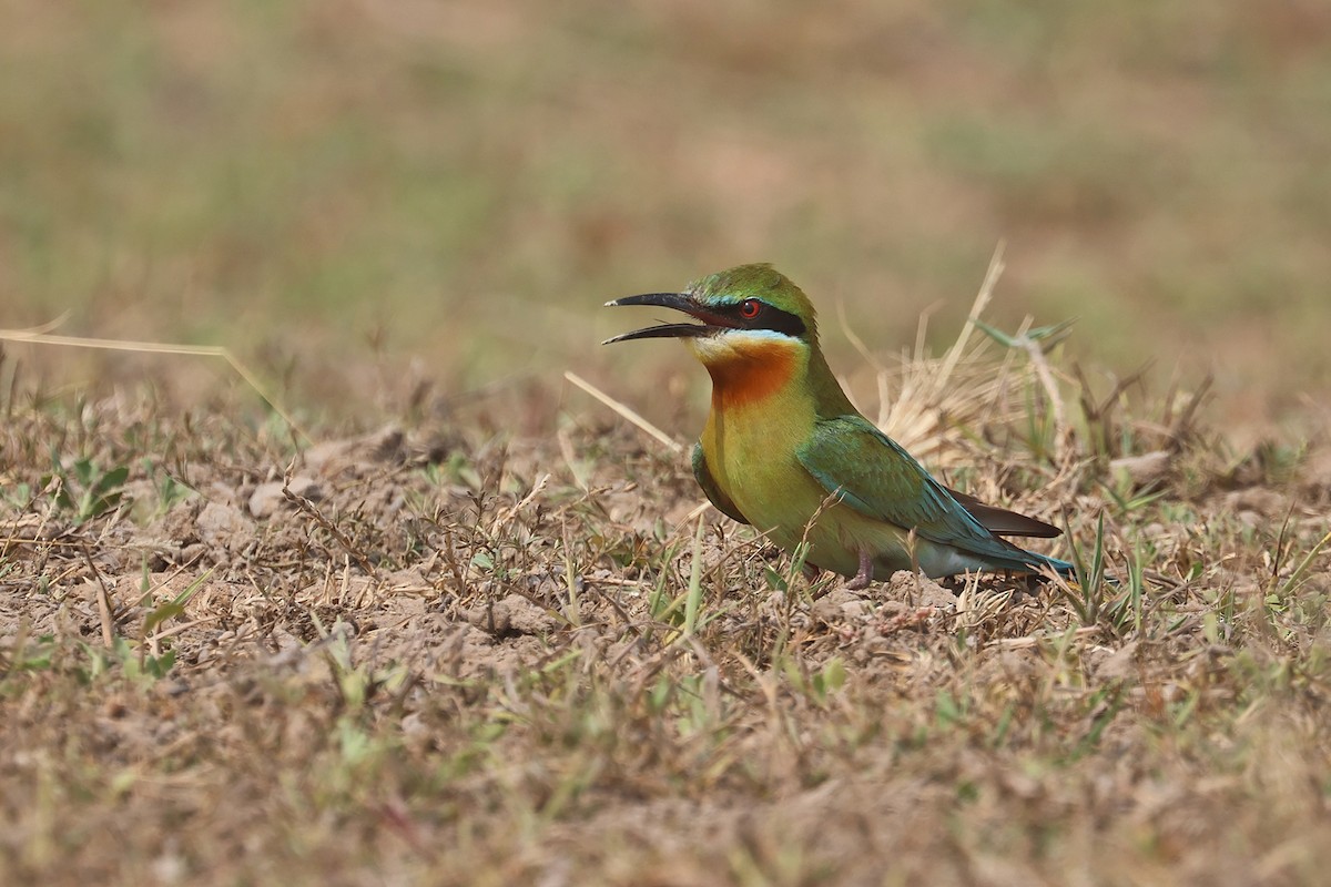 Blue-tailed Bee-eater - ML616662628