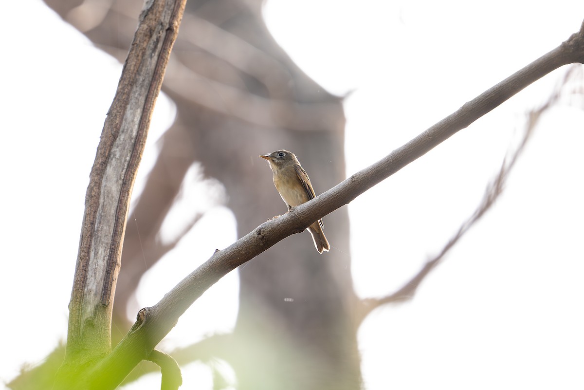 Brown-breasted Flycatcher - ML616662640