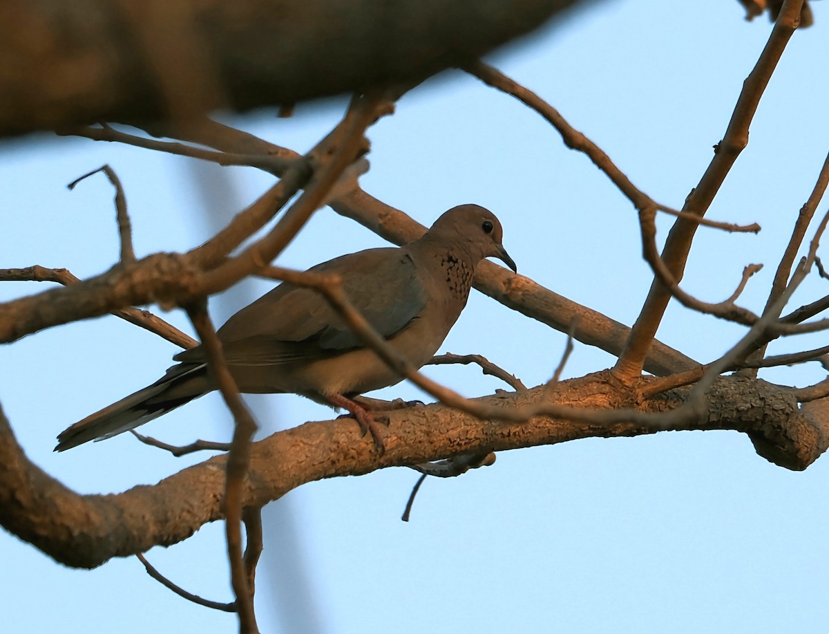 Laughing Dove - ML616662670