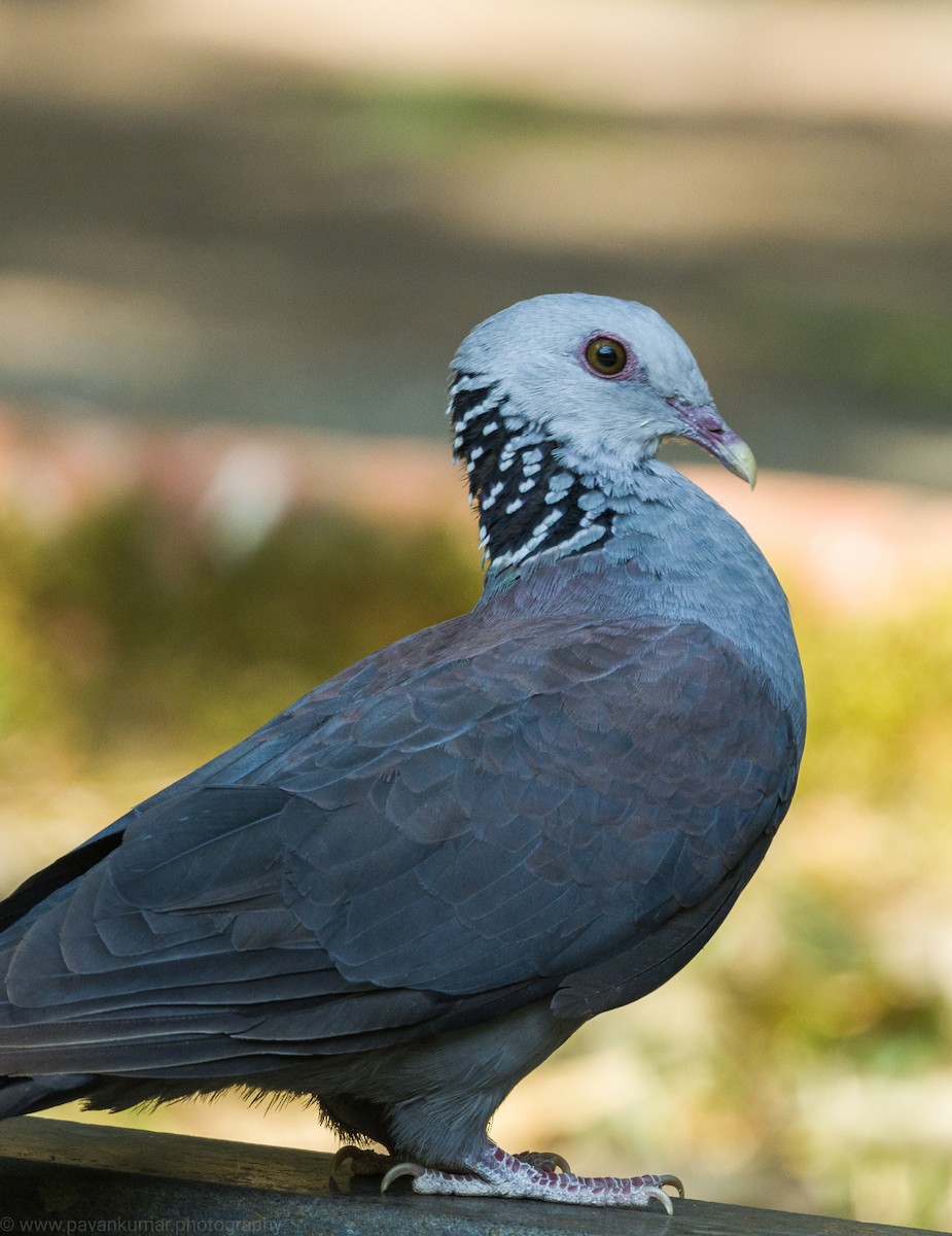 Nilgiri Wood-Pigeon - ML616662715