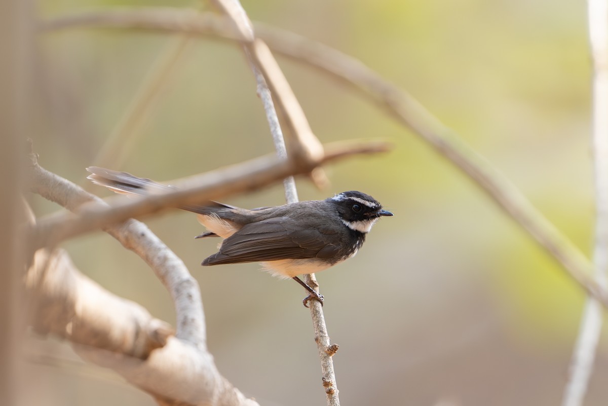 Spot-breasted Fantail - ML616662733