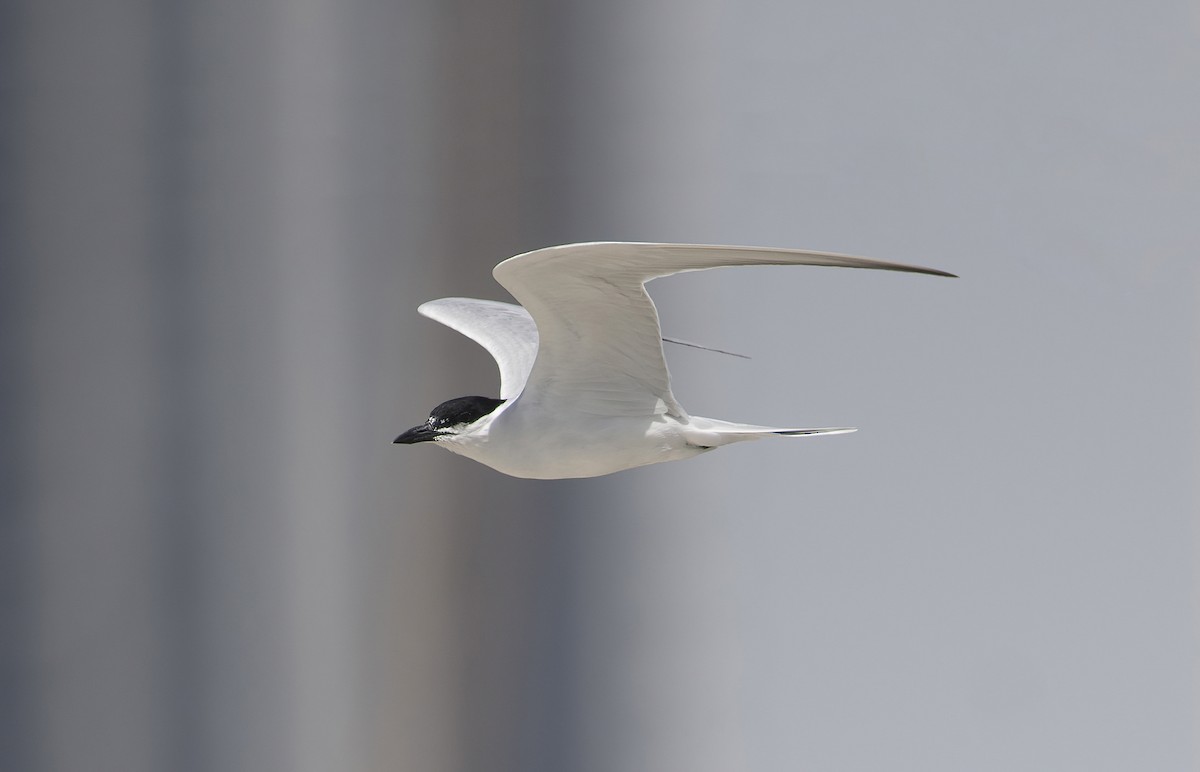 Gull-billed Tern - Huw Roberts