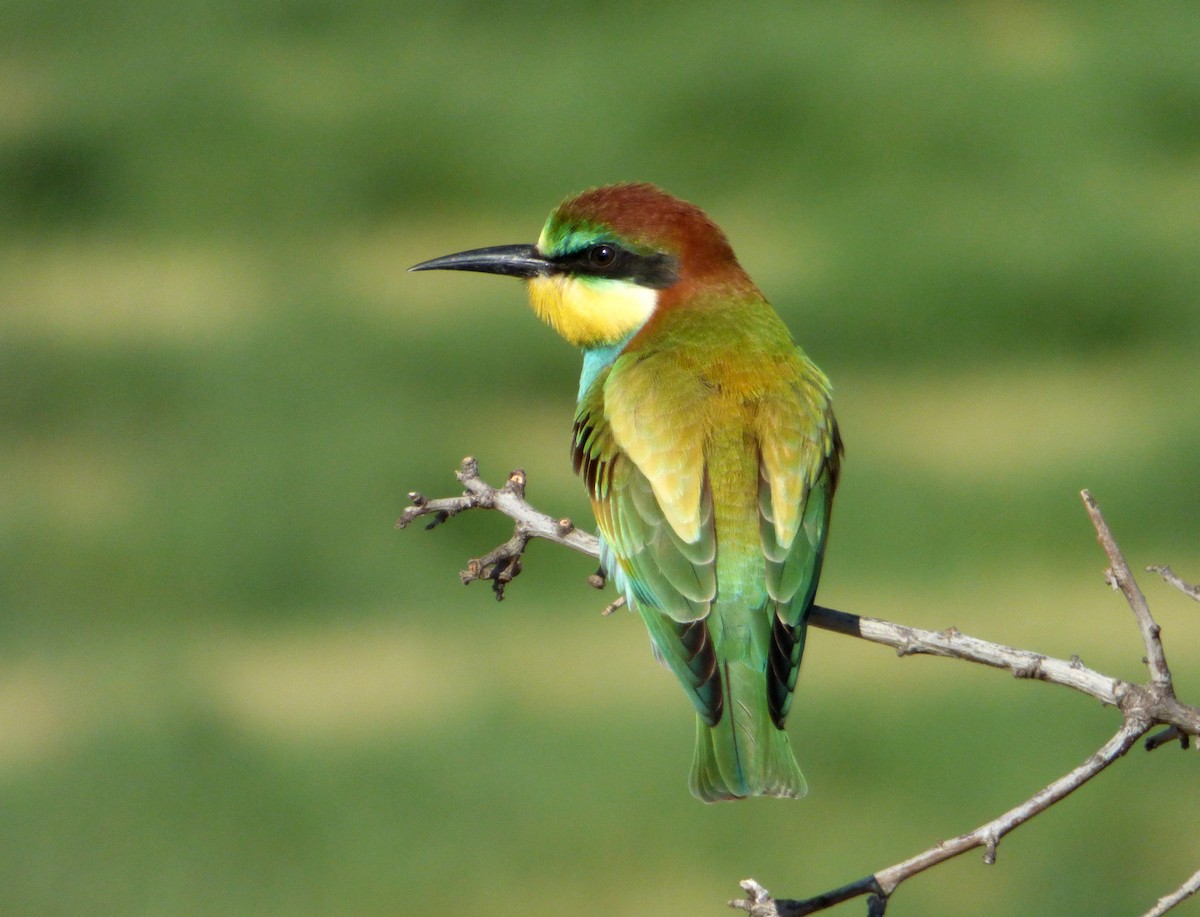 European Bee-eater - Héctor Bintanel Cenis
