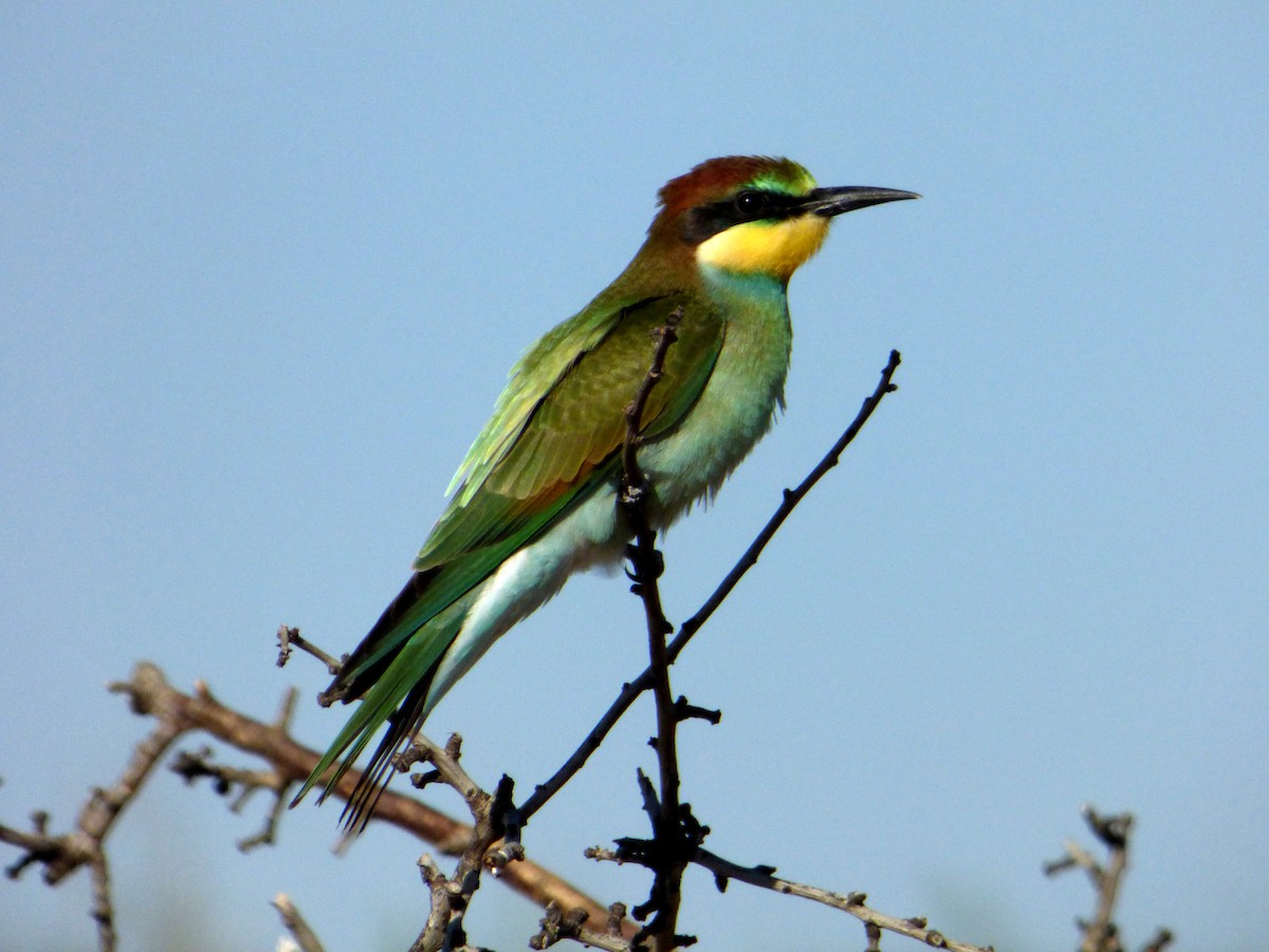 European Bee-eater - ML616662942