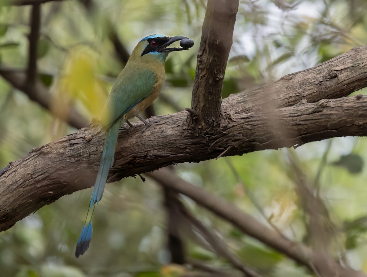 Whooping Motmot (Whooping) - Lars Petersson | My World of Bird Photography