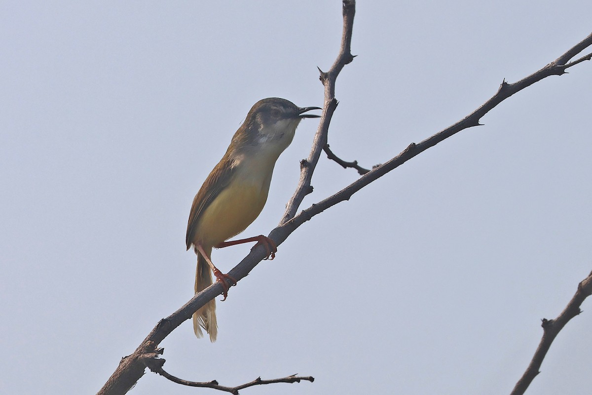 Yellow-bellied Prinia (Yellow-bellied) - Charley Hesse TROPICAL BIRDING