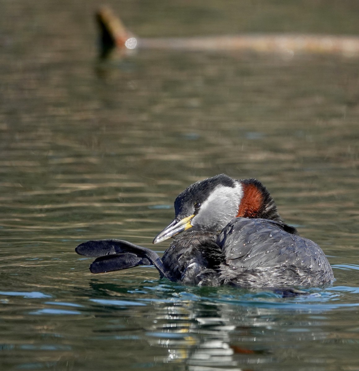 Red-necked Grebe - ML616663105