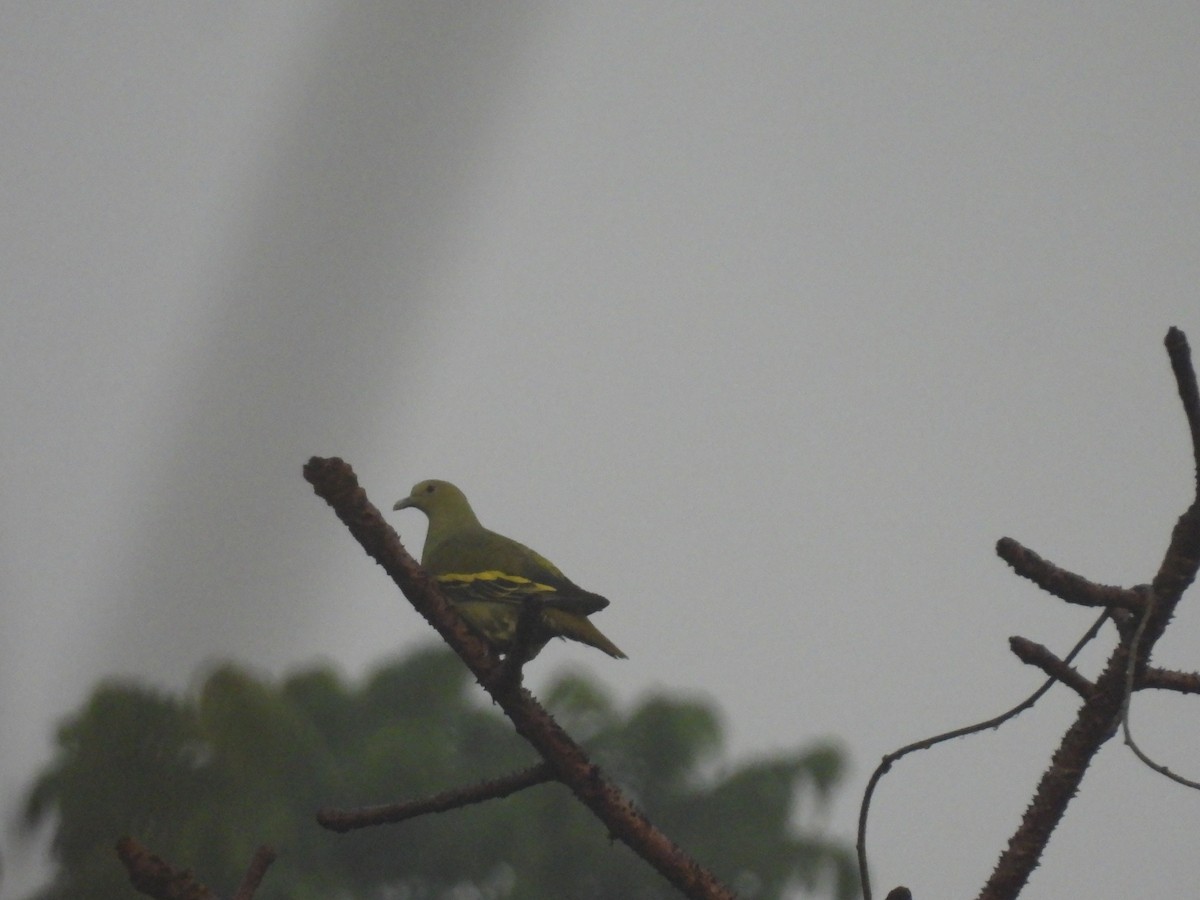 Andaman Green-Pigeon - ML616663210