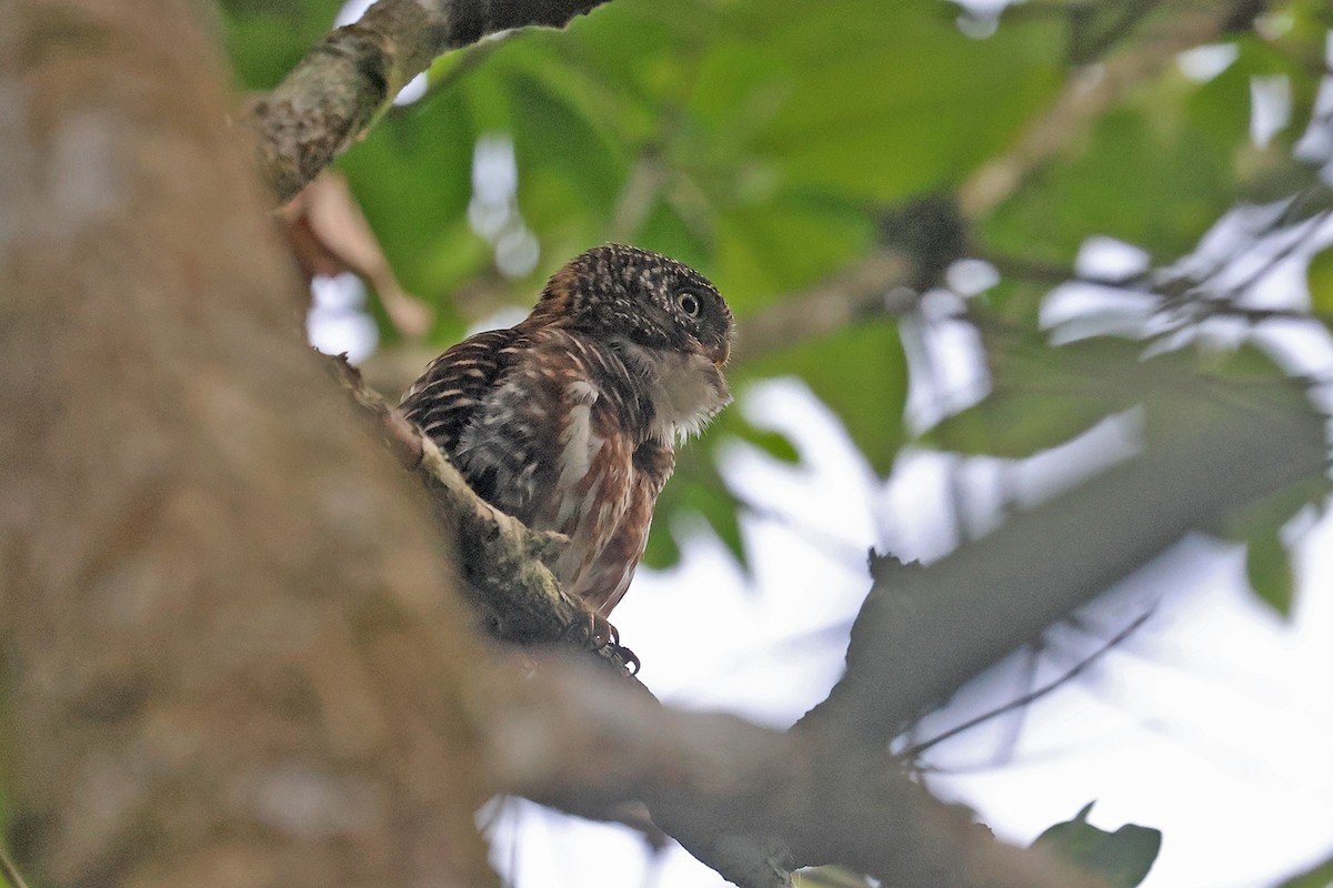 Collared Owlet - Charley Hesse TROPICAL BIRDING