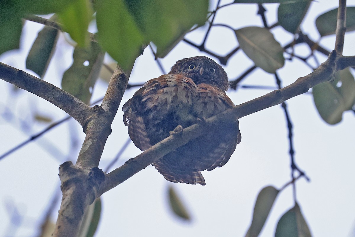 Collared Owlet - Charley Hesse TROPICAL BIRDING