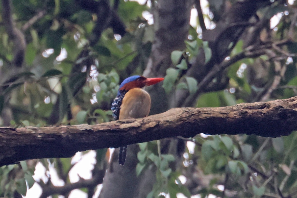 Banded Kingfisher (Banded) - Charley Hesse TROPICAL BIRDING