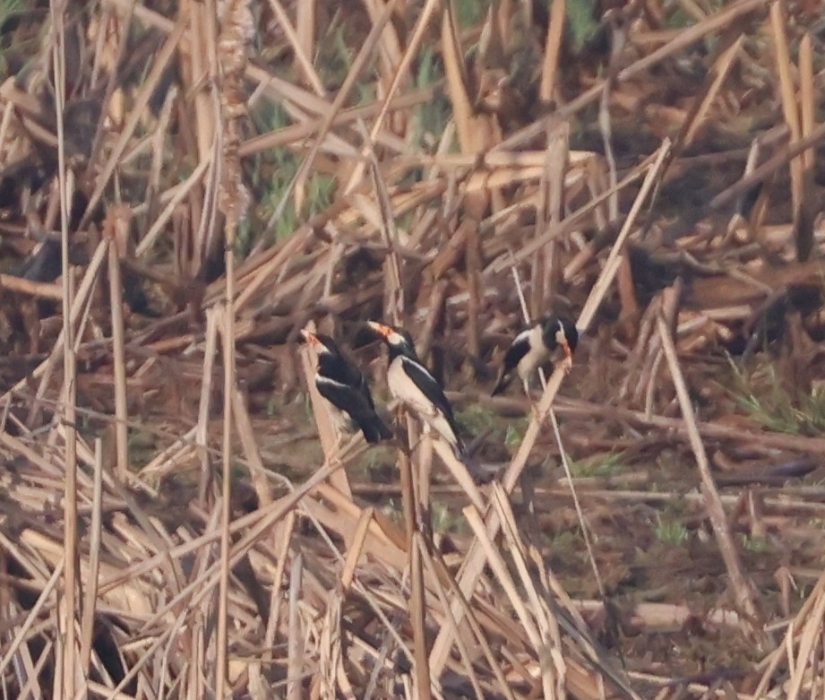 Indian Pied Starling - ML616663349