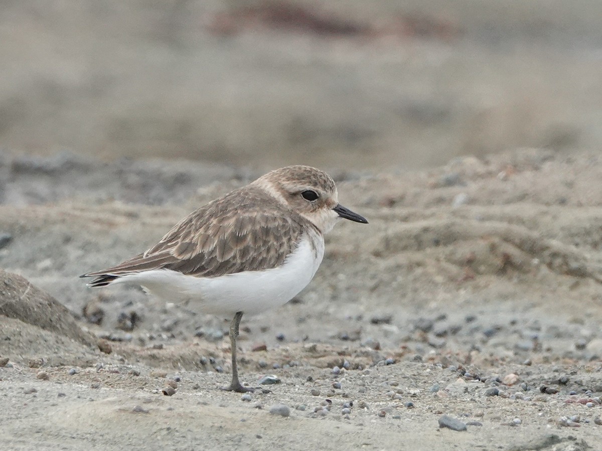 Double-banded Plover - ML616663482