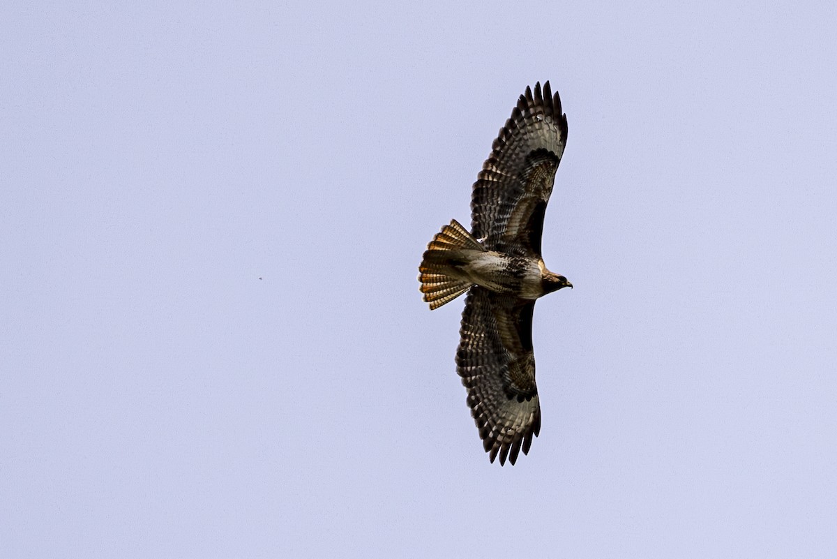 Red-tailed Hawk - ML616663571