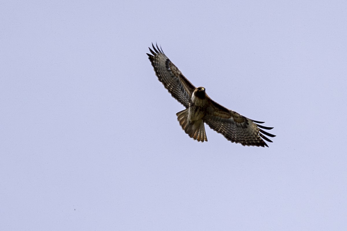 Red-tailed Hawk - ML616663572