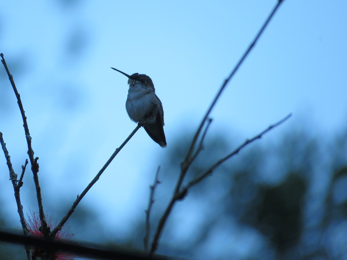 Ruby-throated Hummingbird - ML616663599
