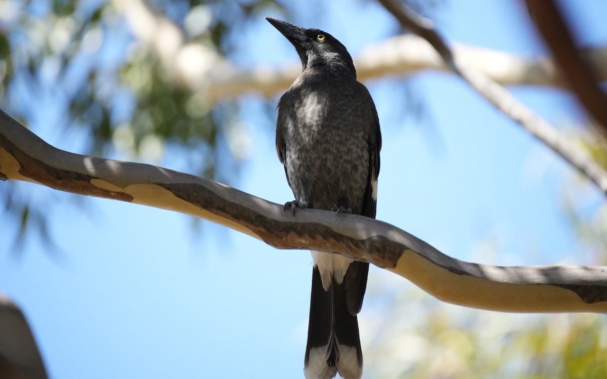 Pied Currawong - ML616663600