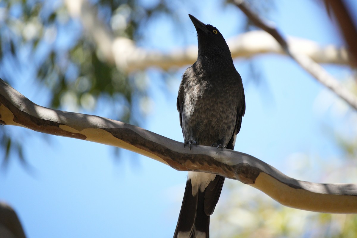 Pied Currawong - ML616663601
